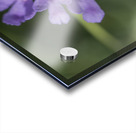 Fluttering Acrylic print