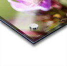 Good Day Acrylic print