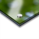 Tiny Bouquet Acrylic print