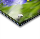 Velvet Blues Acrylic print