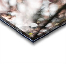 Sunny Serenity Acrylic print