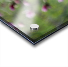 Roseate Whispers Acrylic print