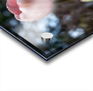 Pink Tulip Harmony Acrylic print