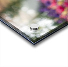  SBP5487 Acrylic print