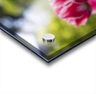  SBP7968 Acrylic print