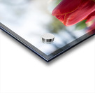  SBP7694 Acrylic print