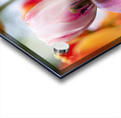 SBP5727 Acrylic print