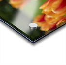 SBP5574 Acrylic print