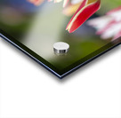 SBP5569 Acrylic print