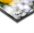 SBP5699 Acrylic print