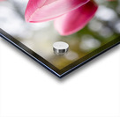 SBP6658 Acrylic print