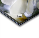 SBP5705 Acrylic print