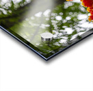 SBP5710 Acrylic print