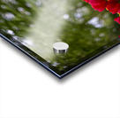 SBP5721 Acrylic print