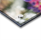 SBP5487 Acrylic print