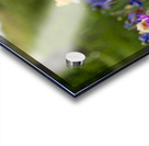 SBP5871 Acrylic print