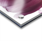 Pink Tulips Acrylic print