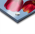 Red Tulips Acrylic print