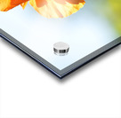 Poppy Burning Acrylic print