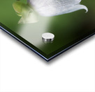 Bellflower Acrylic print