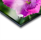 Maiden Pink Acrylic print