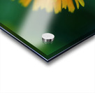 Calendula Acrylic print