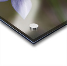 I See Blue Acrylic print