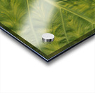 Giant  Leaf Acrylic print