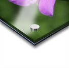 Visitor Acrylic print