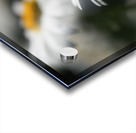 Marguerites Acrylic print