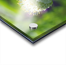 Pretty Onion Acrylic print