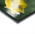 Spring Forward Acrylic print