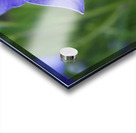 Balloon Flower Acrylic print