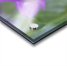 Purple Bell Acrylic print