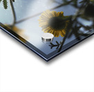 Ant Eye View Acrylic print