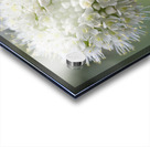 Allium Pskemense Acrylic print