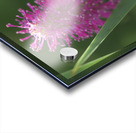 Lilac Squirrel Acrylic print