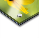 Brown Betty Acrylic print