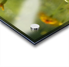 Field of Wild Marigolds Acrylic print