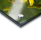 Goat Weed Acrylic print