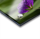 Purple Pretty Acrylic print