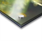 Wild Marigolds Acrylic print