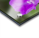 Wild One Acrylic print