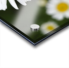 Common Daisies Acrylic print