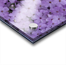 Pink Groundcover Acrylic print