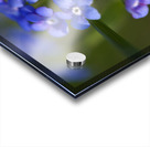 Beautiful in Blue Acrylic print