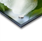 The Plumpy One Acrylic print