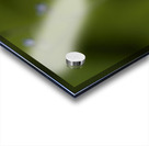 Tiny Blue Beauties Acrylic print