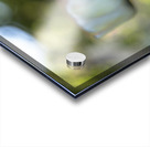 Pure and Simple Acrylic print