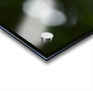 Catchfly Acrylic print